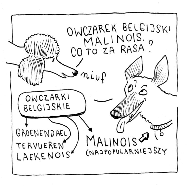 Owczarek Belgijski Malinois