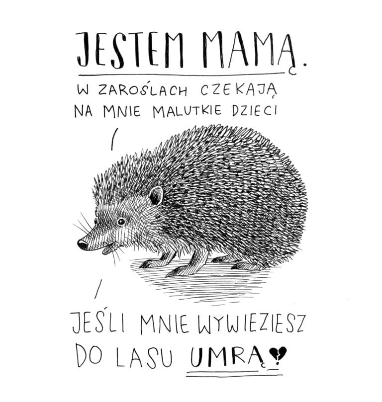 Czy należy wywozić jeża do lasu? Jeżomama i jej potomstwo.